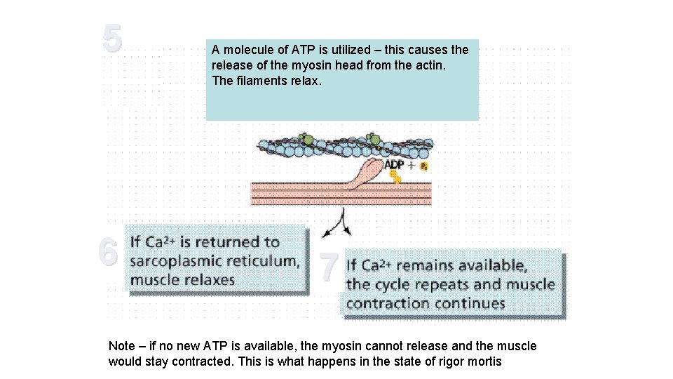 5 6 A molecule of ATP is utilized – this causes the release of 5 6 A molecule of ATP is utilized – this causes the release of