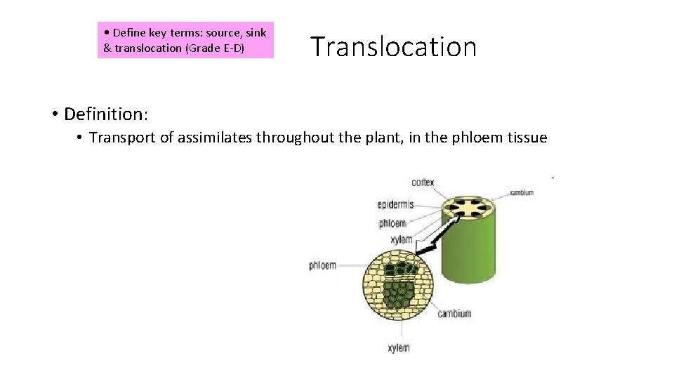 • Define key terms: source, sink & translocation (Grade E-D) Translocation • Definition: • Define key terms: source, sink & translocation (Grade E-D) Translocation • Definition: