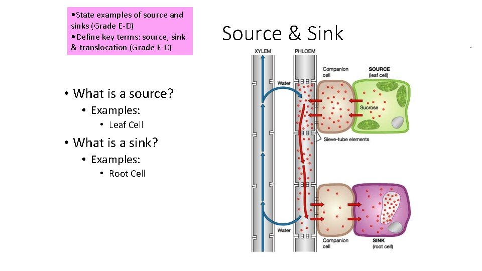 • State examples of source and sinks (Grade E-D) • Define key terms: • State examples of source and sinks (Grade E-D) • Define key terms: