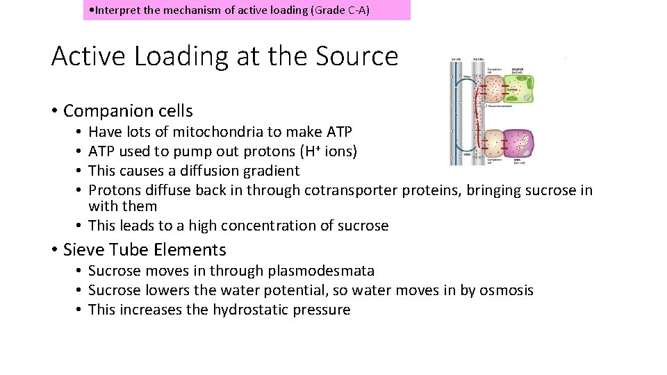 • Interpret the mechanism of active loading (Grade C-A) Active Loading at the • Interpret the mechanism of active loading (Grade C-A) Active Loading at the