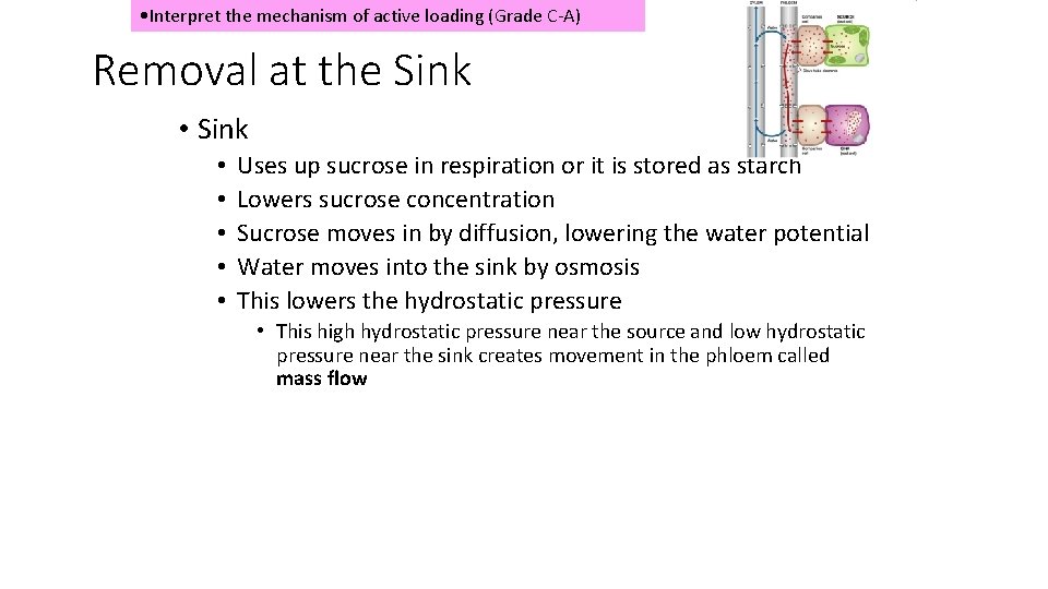 • Interpret the mechanism of active loading (Grade C-A) Removal at the Sink • Interpret the mechanism of active loading (Grade C-A) Removal at the Sink