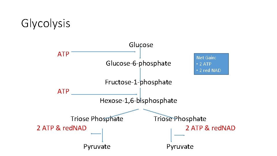 Glycolysis Glucose ATP Glucose-6 -phosphate Net Gain: • 2 ATP • 2 red NAD Glycolysis Glucose ATP Glucose-6 -phosphate Net Gain: • 2 ATP • 2 red NAD