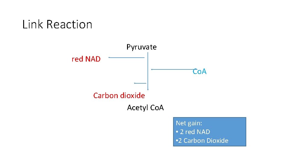 Link Reaction Pyruvate red NAD Co. A Carbon dioxide Acetyl Co. A Net gain: Link Reaction Pyruvate red NAD Co. A Carbon dioxide Acetyl Co. A Net gain: