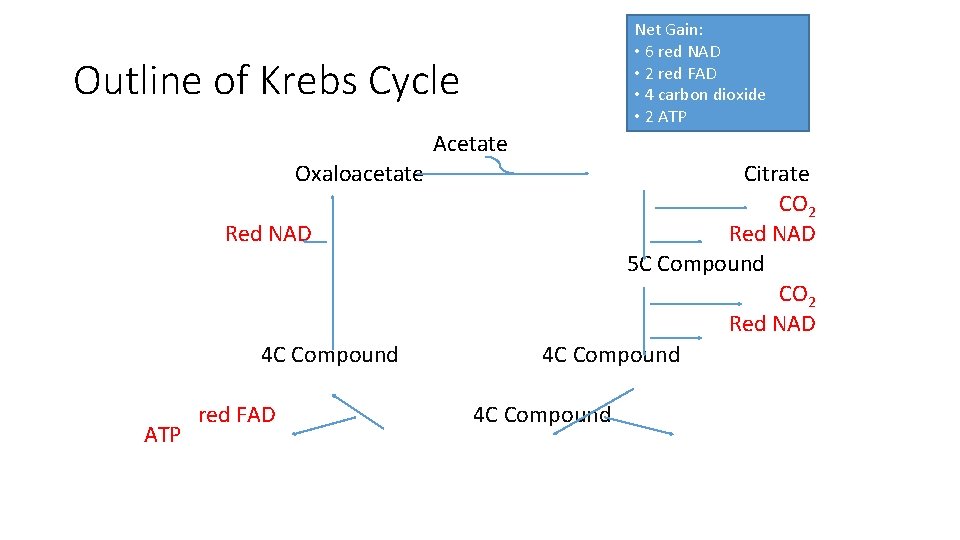 Net Gain: • 6 red NAD • 2 red FAD • 4 carbon dioxide Net Gain: • 6 red NAD • 2 red FAD • 4 carbon dioxide