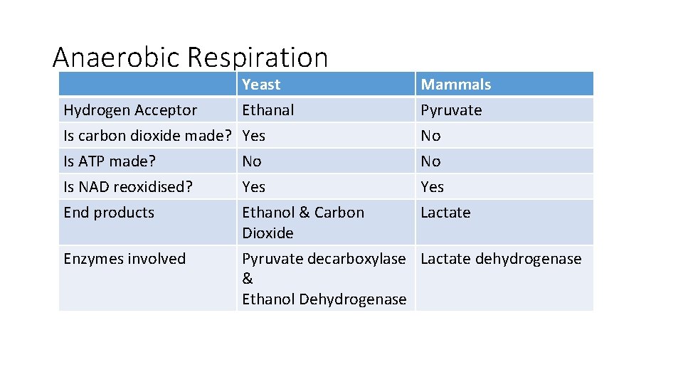 Anaerobic Respiration Yeast Hydrogen Acceptor Ethanal Is carbon dioxide made? Yes Is ATP made? Anaerobic Respiration Yeast Hydrogen Acceptor Ethanal Is carbon dioxide made? Yes Is ATP made?