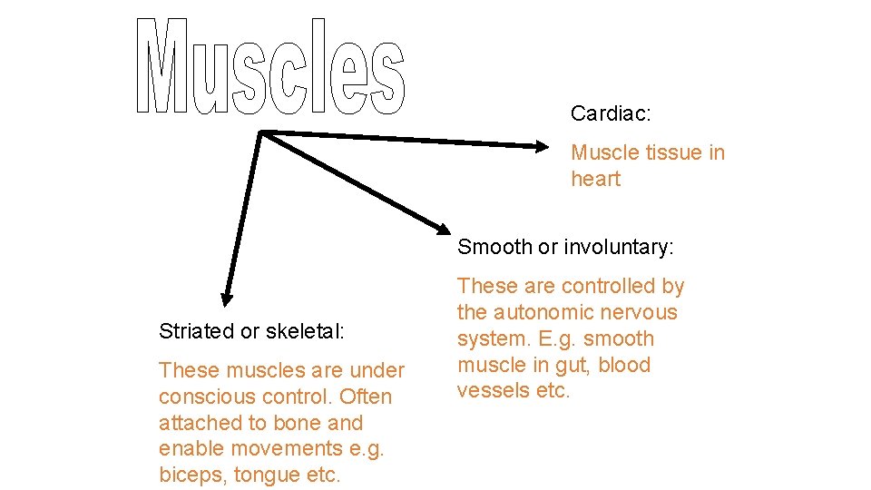 Cardiac: Muscle tissue in heart Smooth or involuntary: Striated or skeletal: These muscles are Cardiac: Muscle tissue in heart Smooth or involuntary: Striated or skeletal: These muscles are