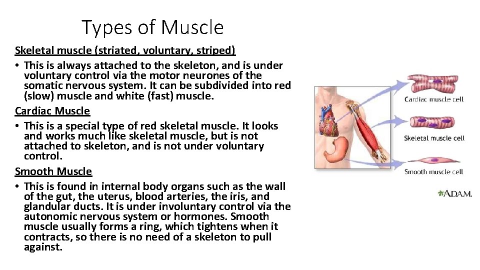 Types of Muscle Skeletal muscle (striated, voluntary, striped) • This is always attached to Types of Muscle Skeletal muscle (striated, voluntary, striped) • This is always attached to
