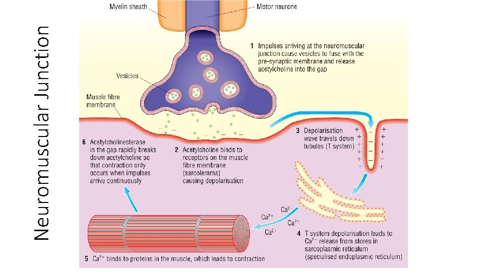 Neuromuscular Junction Neuromuscular Junction