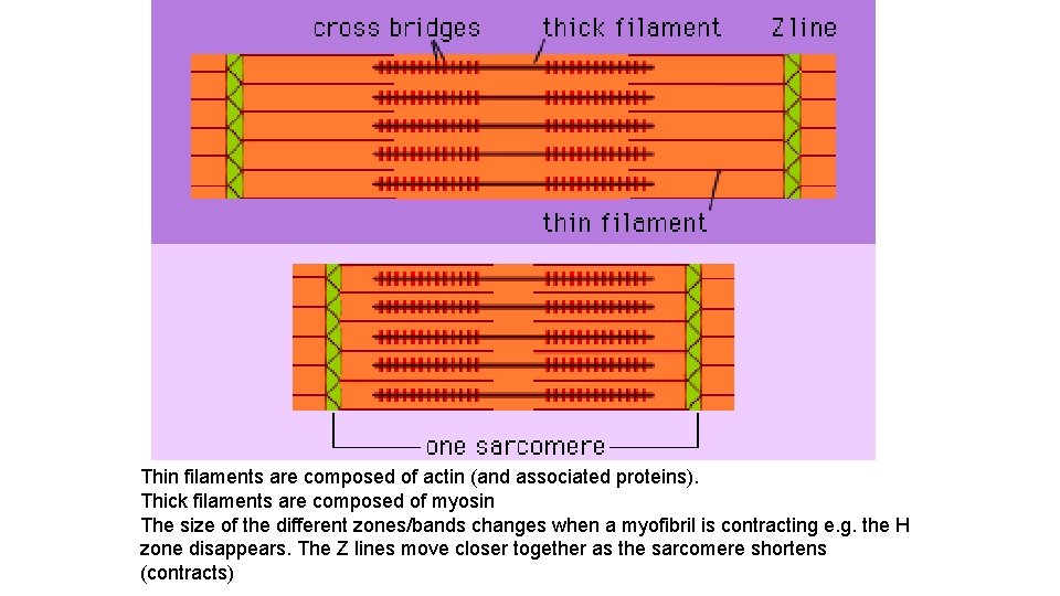 Thin filaments are composed of actin (and associated proteins). Thick filaments are composed of Thin filaments are composed of actin (and associated proteins). Thick filaments are composed of