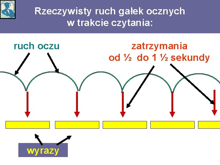 Rzeczywisty ruch gałek ocznych w trakcie czytania: ruch oczu wyrazy zatrzymania od ½ do