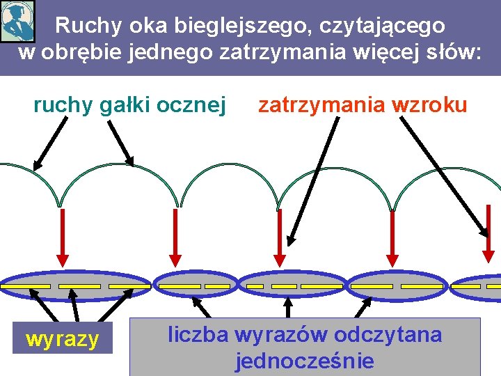 Ruchy oka bieglejszego, czytającego w obrębie jednego zatrzymania więcej słów: ruchy gałki ocznej wyrazy