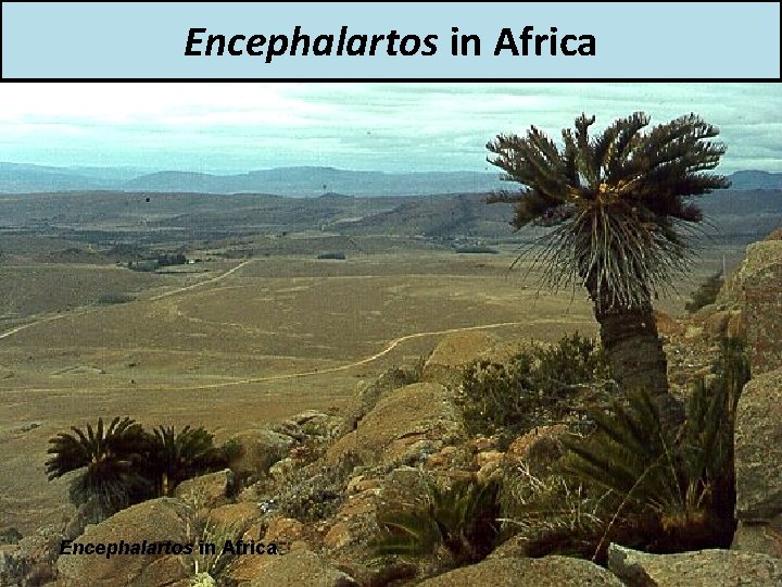 Encephalartos in Africa 