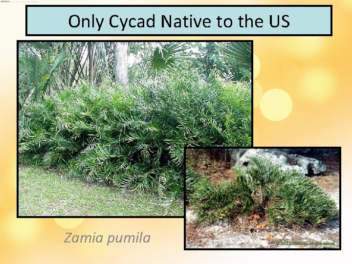 Only Cycad Native to the US Zamia pumila 