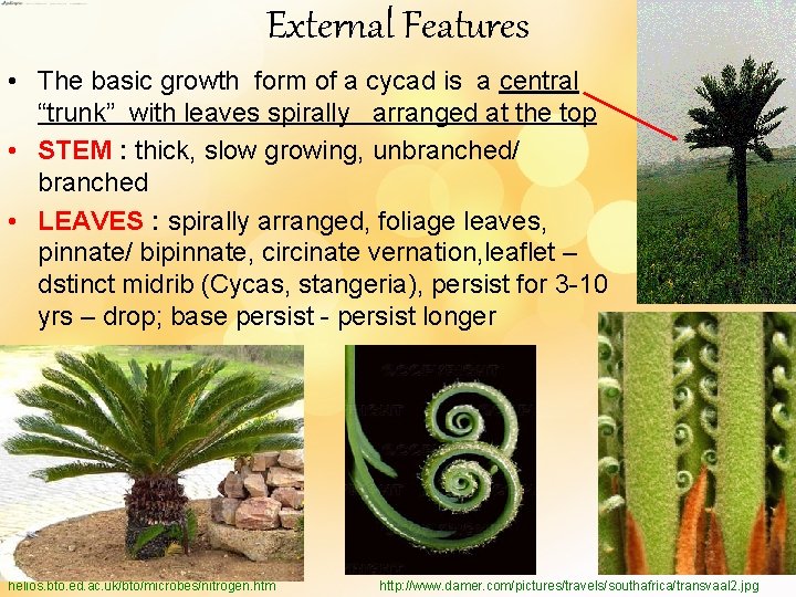 External Features • The basic growth form of a cycad is a central “trunk”