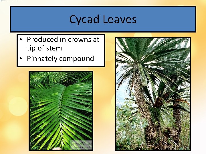 Cycad Leaves • Produced in crowns at tip of stem • Pinnately compound 