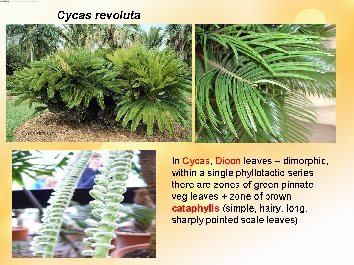 Cycas revoluta In Cycas, Dioon leaves – dimorphic, within a single phyllotactic series there