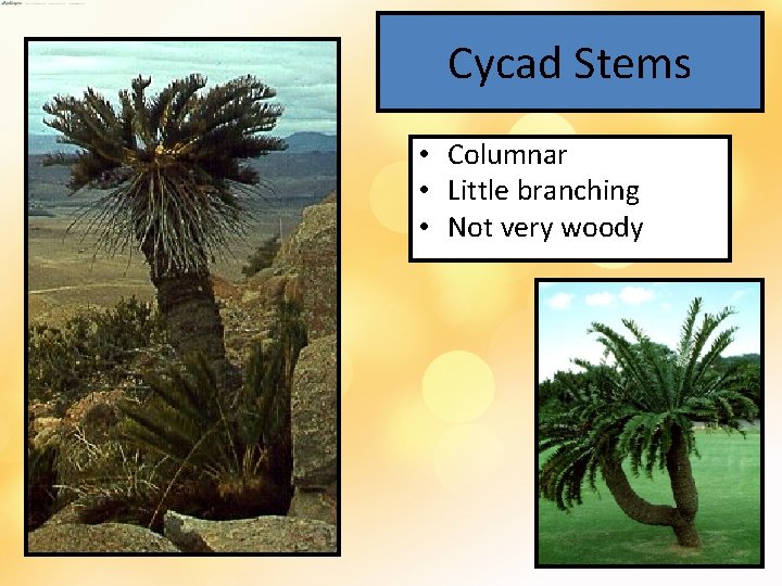Cycad Stems • Columnar • Little branching • Not very woody 