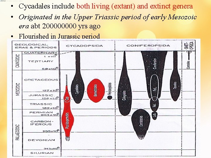  • Cycadales include both living (extant) and extinct genera • Originated in the
