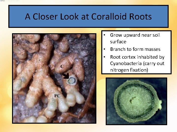 A Closer Look at Coralloid Roots • Grow upward near soil surface • Branch