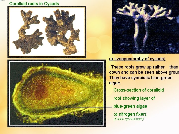 Coralloid roots in Cycads (a synapomorphy of cycads) • These roots grow up rather