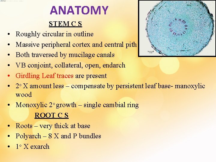 ANATOMY STEM C S • Roughly circular in outline • Massive peripheral cortex and