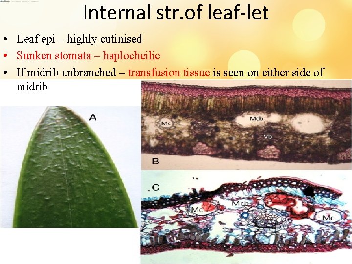 Internal str. of leaf-let • Leaf epi – highly cutinised • Sunken stomata –
