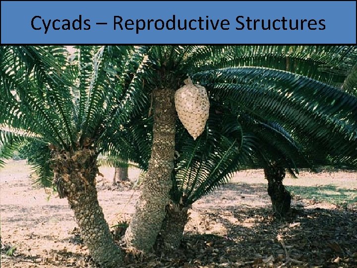 Cycads – Reproductive Structures 