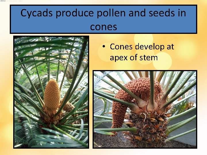 Cycads produce pollen and seeds in cones • Cones develop at apex of stem