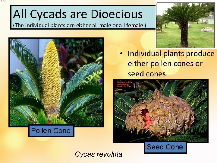 All Cycads are Dioecious (The individual plants are either all male or all female