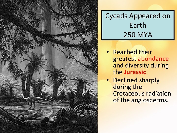 Cycads Appeared on Earth 250 MYA • Reached their greatest abundance and diversity during