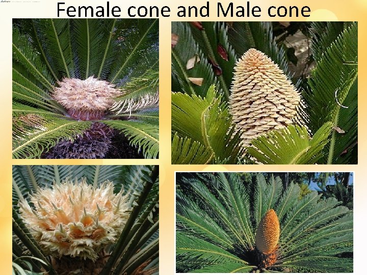 Female cone and Male cone 