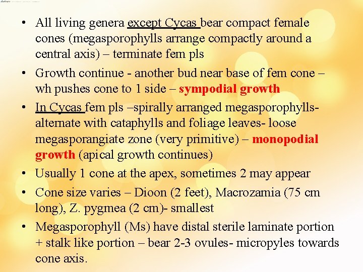  • All living genera except Cycas bear compact female cones (megasporophylls arrange compactly