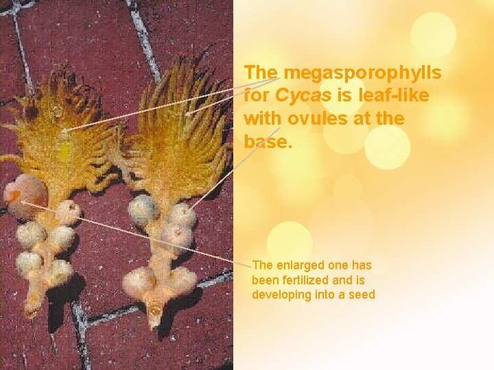 The megasporophylls for Cycas is leaf-like with ovules at the base. The enlarged one