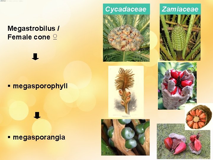 Cycadaceae Megastrobilus / Female cone ♀ § megasporophyll § megasporangia Zamiaceae 