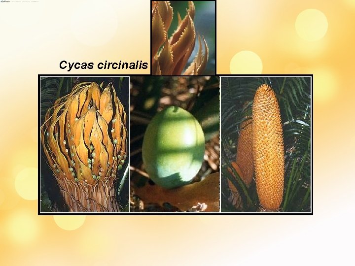 Cycas circinalis 