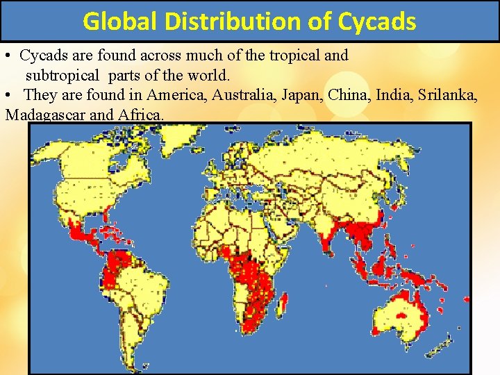 Global Distribution of Cycads • Cycads are found across much of the tropical and