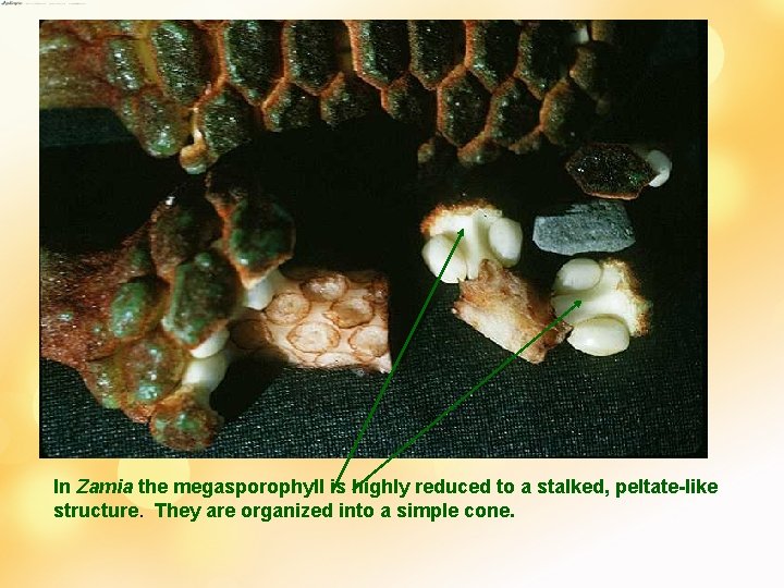 In Zamia the megasporophyll is highly reduced to a stalked, peltate-like structure. They are