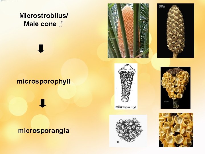 Microstrobilus/ Male cone ♂ microsporophyll microsporangia 