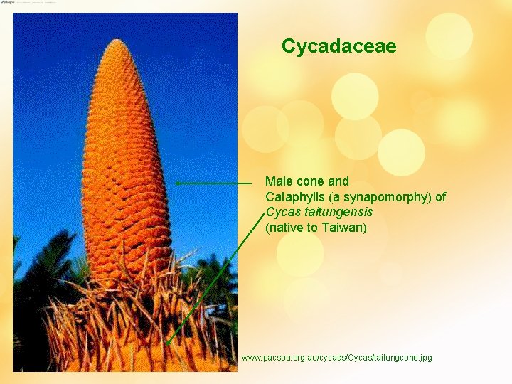 Cycadaceae Male cone and Cataphylls (a synapomorphy) of Cycas taitungensis (native to Taiwan) www.