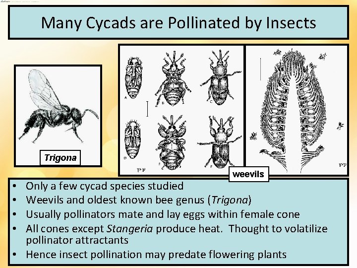 Many Cycads are Pollinated by Insects Trigona weevils Only a few cycad species studied