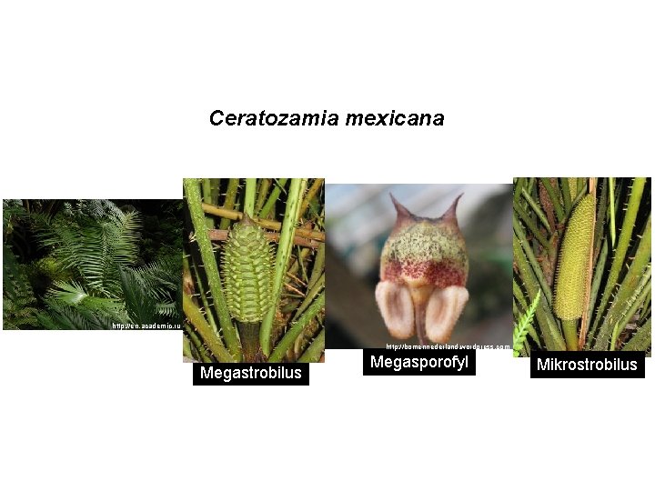 Ceratozamia mexicana http: //en. academic. ru http: //bomennederland. wordpress. com Megastrobilus Megasporofyl Mikrostrobilus 