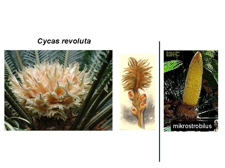 Cycas revoluta mikrostrobilus 