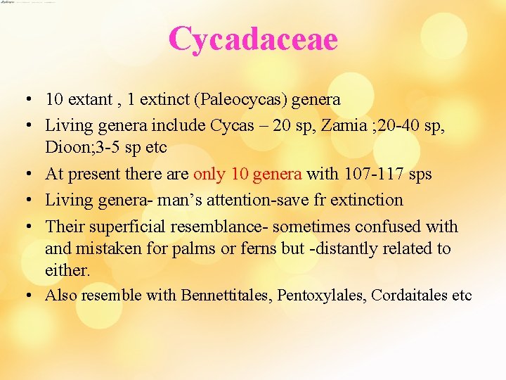 Cycadaceae • 10 extant , 1 extinct (Paleocycas) genera • Living genera include Cycas
