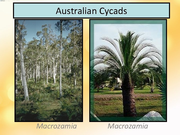 Australian Cycads Macrozamia 