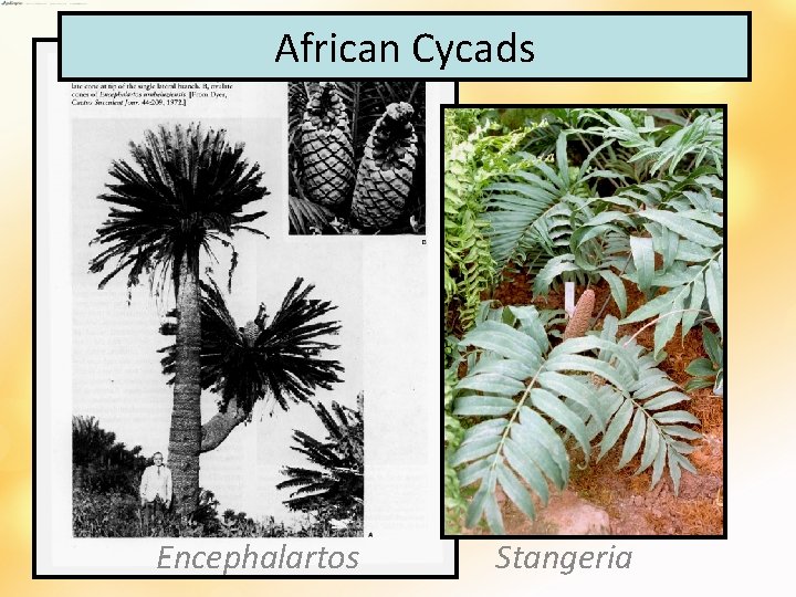 African Cycads Encephalartos Stangeria 