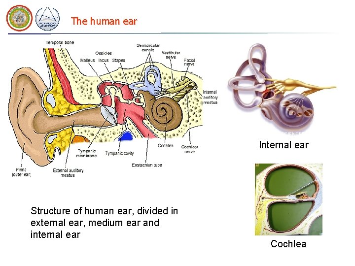 The human ear Internal ear Structure of human ear, divided in external ear, medium The human ear Internal ear Structure of human ear, divided in external ear, medium