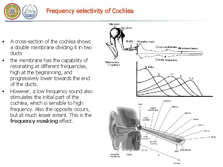 Frequency selectivity of Cochlea • • • A cross-section of the cochlea shows a Frequency selectivity of Cochlea • • • A cross-section of the cochlea shows a