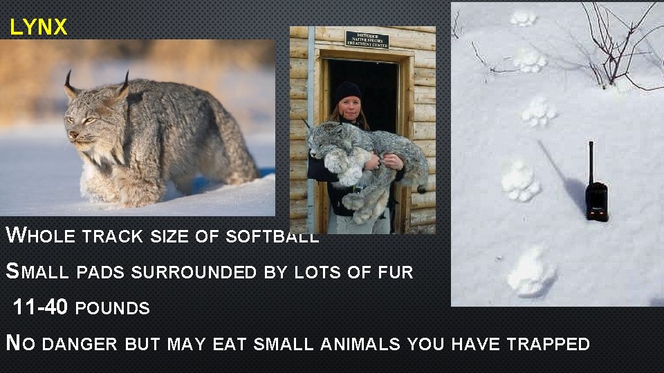 LYNX WHOLE TRACK SIZE OF SOFTBALL SMALL PADS SURROUNDED BY LOTS OF FUR 11