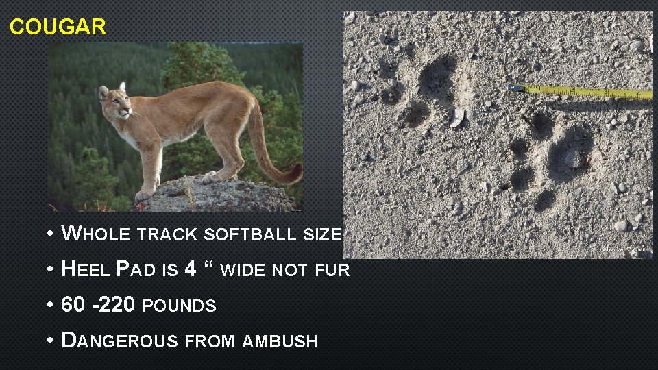 COUGAR • WHOLE TRACK SOFTBALL SIZE • HEEL PAD IS 4 “ WIDE NOT