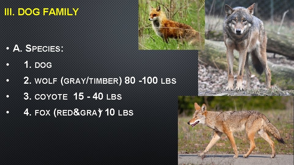 III. DOG FAMILY • A. SPECIES: • 1. DOG • 2. WOLF (GRAY/TIMBER) 80